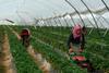 Huelva strawberries