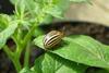 Colorado beetle
