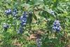 RS blueberries