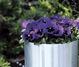S&G extends pansy range
