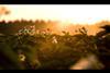 Imagefilm kartoffel unika