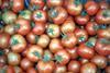 US tomatoes weigh in at $650 million