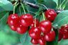Cherries have driven growth for Sainsbury's