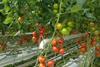 Linde: Mobile Dosierlösung für optimale Tomatenreife