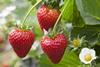 AVA Berries