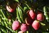 Brazil mangoes San Francisco Valley