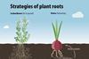 Forschung: Pflanzenwurzeln expandieren per Do-it-yourself-Prinzip oder Outsourcing