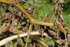 Blight lesions on stems and leaves create infective zoospores as conditions cool