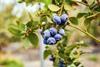 Eureka blueberries