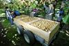 Seeka kiwifruit picking