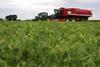 vining pea harvest