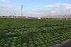 Almeria