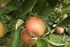 Elbe_Obst_Apfel_Braeburn.JPG