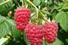 AMI: Himbeeren aus Deutschland bestimmen das Sortiment