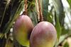 generic mangoes