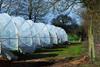 Anxiety deepens over polytunnel case