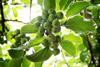 Foto: NZ Kiwiberry Grower Association