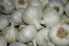 Garlic suffers from oversupply