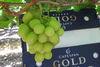 New season grape arrivals reach port