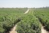 Peru irrigation