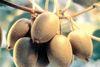 Zespri season makes early start