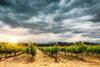 South Africa vineyard
