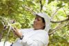 Murcia grape picker