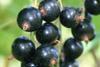 Blackcurrant