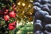 New Zealand apples kiwifruit and berries blueberries fruit fresh produce