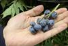 Hortifrut blueberries on the vine