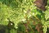 Hex River Valley table grapes South Africa Adobe Stock