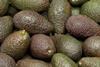 Brasilien: Produktionserhöhung bei Hass-Avocados geplant