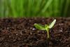 Plant in soil