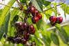 Swiss Fruit Association cherries