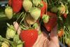 Plant Sciences Genetics Emerald Bay strawberries