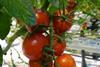 niederlande_tomaten.jpg