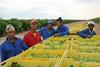 Karsten grape workers South Africa