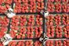 Spanish strawberries in cartons