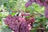 New pink grape brand launches in M&S