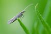 Diamondback moth