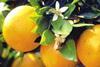 Florida citrus