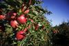 New Zealand apples
