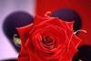 Waitrose backs the English rose