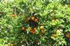 Valencia oranges