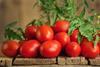Roma tomatoes
