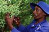Shipping tax to hit RSA export costs