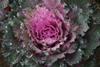 Tozer's buttonhole kale