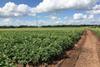 Potato trial