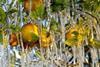 Argentina lemon frosts