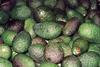 Hass avocados could soon be at the centre of a free trade row between the US and Mexico